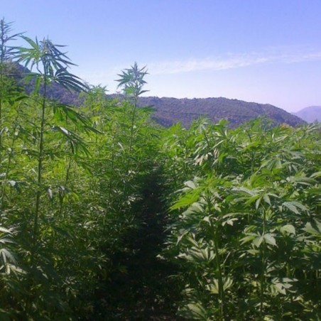 Santhica 27 - Hemp plants