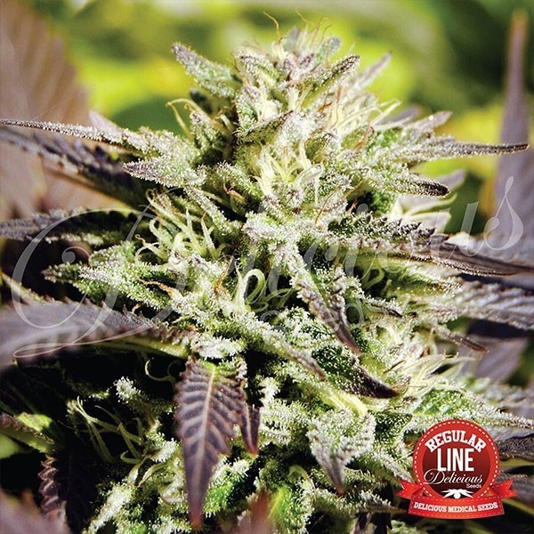 View Caramelo Regular cannabis plant
