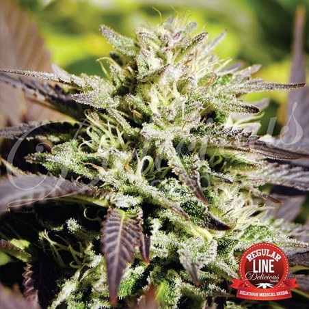 Caramelo Regular cannabis plant