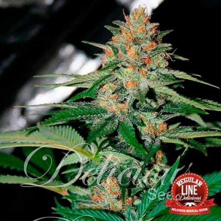 Delicious Candy Regular cannabis plant