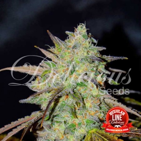 Marmalate Regular cannabis plant
