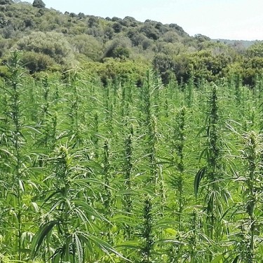 KC Dora hemp plants