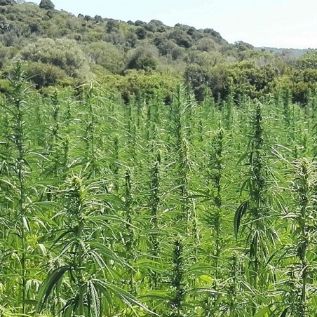 KC Dora hemp plants
