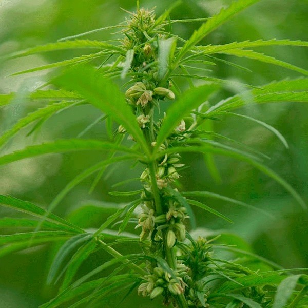 View Santhica 70 cannabis plant