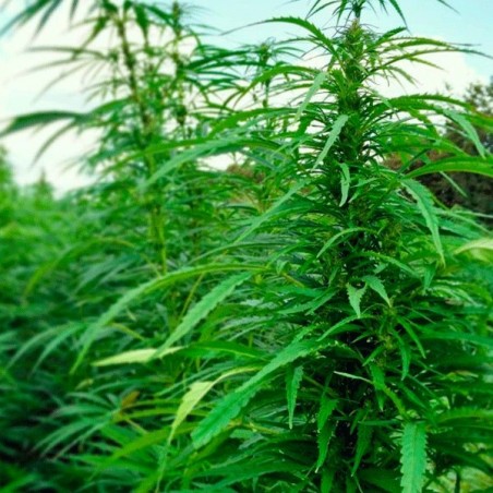 Felina 32 hemp plant