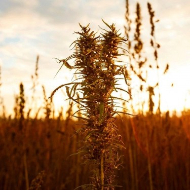 Zenit hemp plant