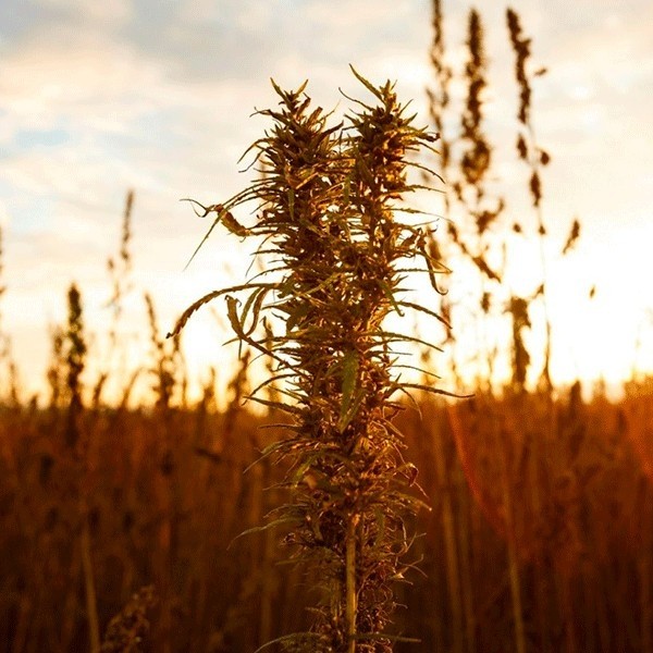 Zenit hemp plant