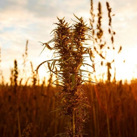 Zenit hemp plant