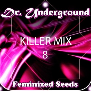 Killer Mix 8 cannabis plant
