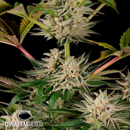 Ocean Grown Cookies cannabis plant