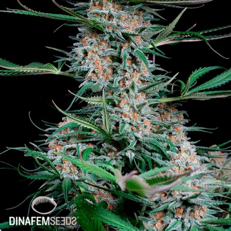 Quick Critical + cannabis plant