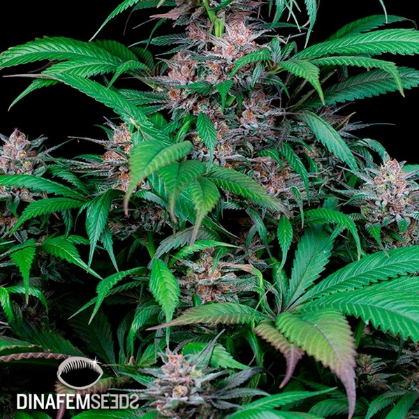 View Quick Kush cannabis plant