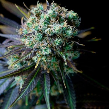 Dinamed CBD cannabis plant