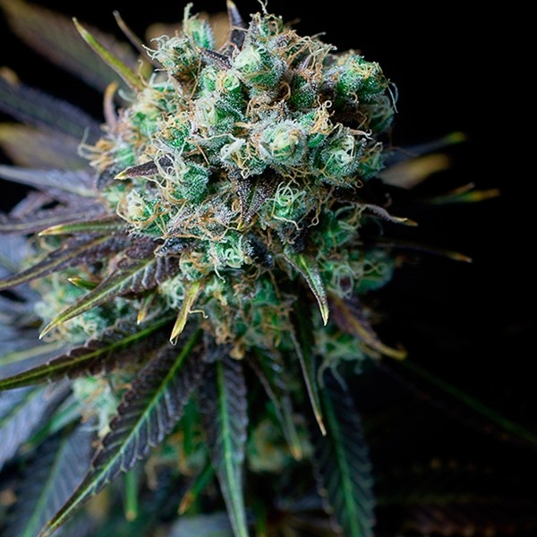 Dinamed CBD cannabis plant