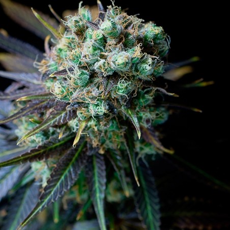 Dinamed CBD cannabis plant