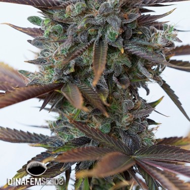 Purple Orange CBD cannabis plant