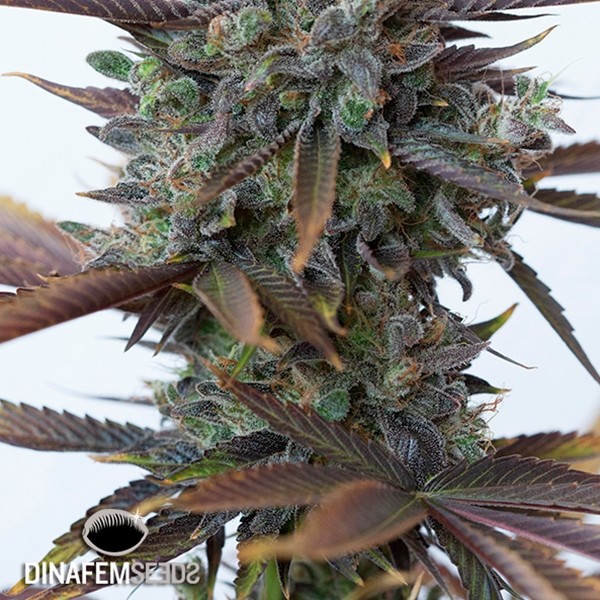 View Purple Orange CBD cannabis plant