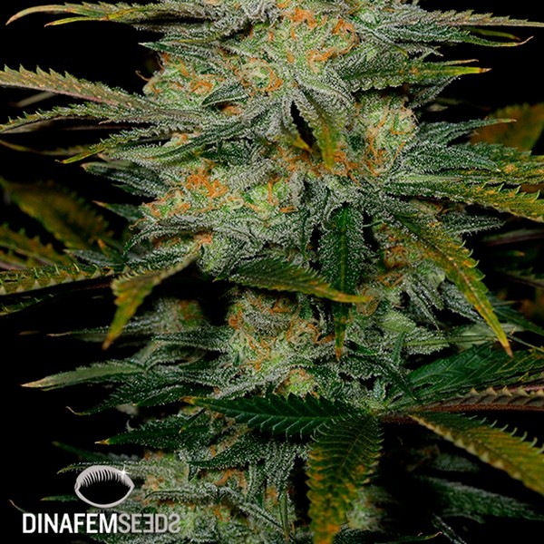 View Amnesia CBD cannabis plant
