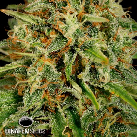 Strawberry Amnesia marijuana plant