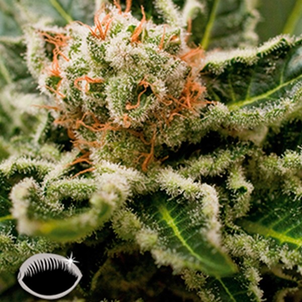View Shark Attack cannabis plant