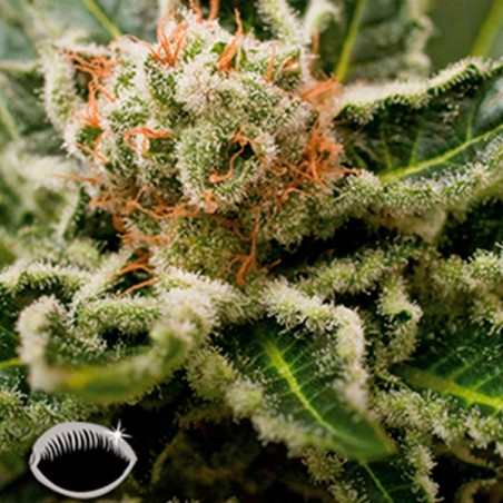 Shark Attack cannabis plant