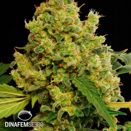Blue Hash cannabis plant
