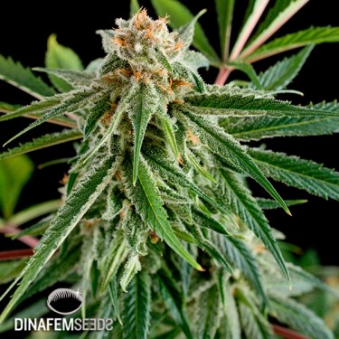 Royale Haze cannabis plant