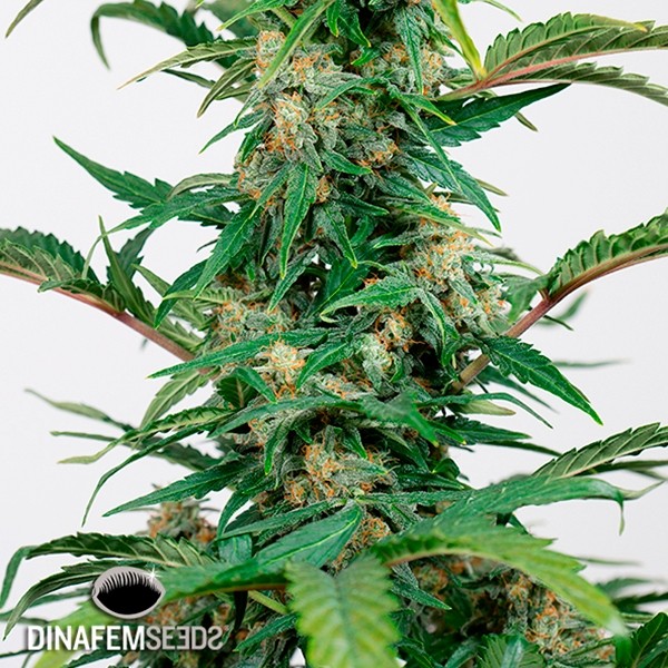 View Dinamed Autoflowering CBD cannabis plant
