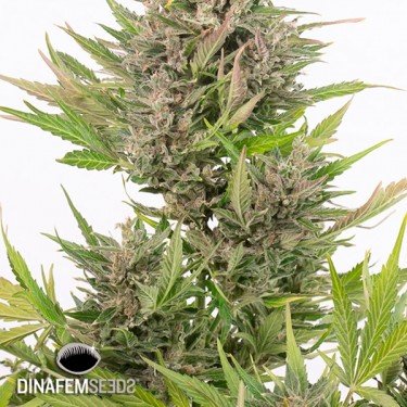 Critical + Autoflowering CBD cannabis plant