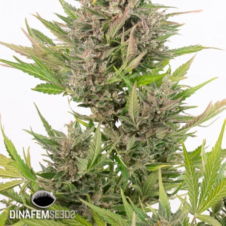 Critical + Autoflowering CBD cannabis plant