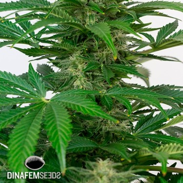 Haze Autoflowering CBD