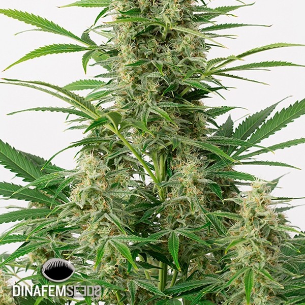 View Sour Diesel Autoflowering cannabis plant