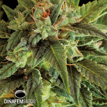 Fruit Autoflowering marijuana plant