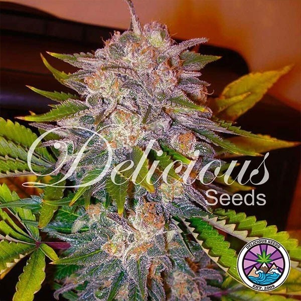 View Caramelo cannabis plant