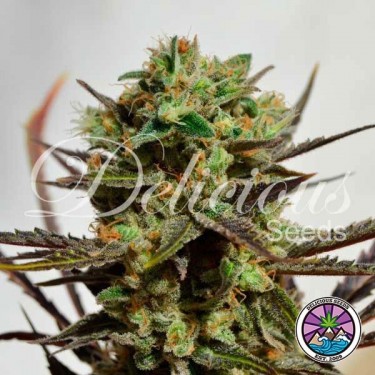 Delicious Candy cannabis plant