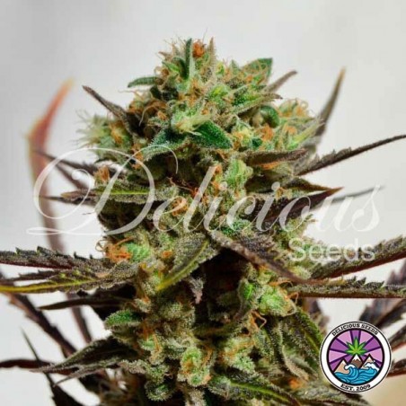 Delicious Candy cannabis plant
