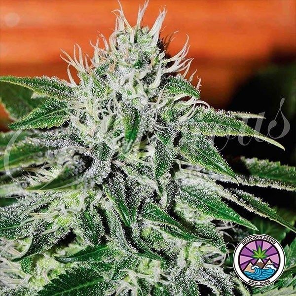 View Critical Jack Herer cannabis plant