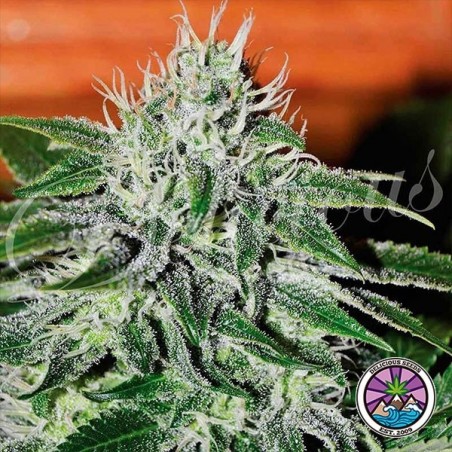 Critical Jack Herer cannabis plant