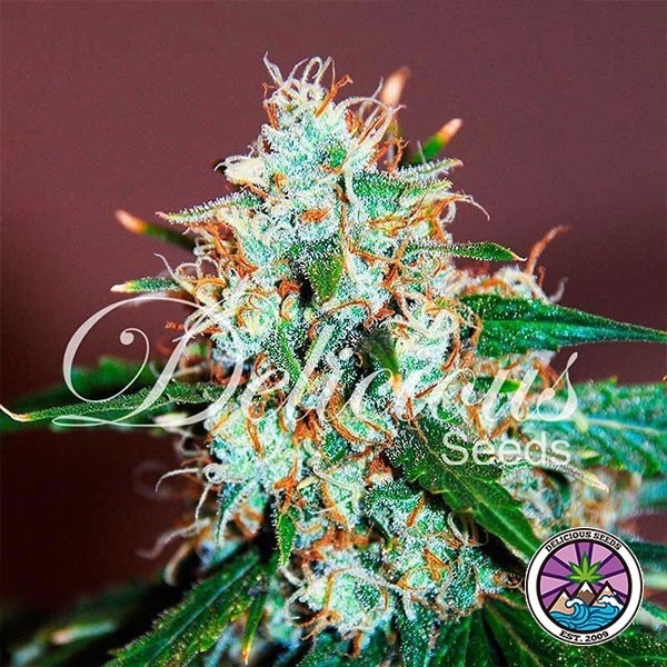 View Critical Neville Haze cannabis plant