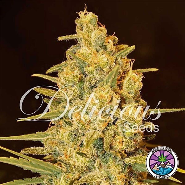 View Critical Sensi Star cannabis plant