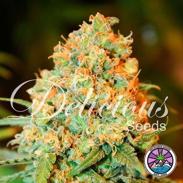 View Critical Super Silver Haze cannabis plant