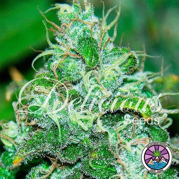 View Fruity Chronic Juice cannabis plant