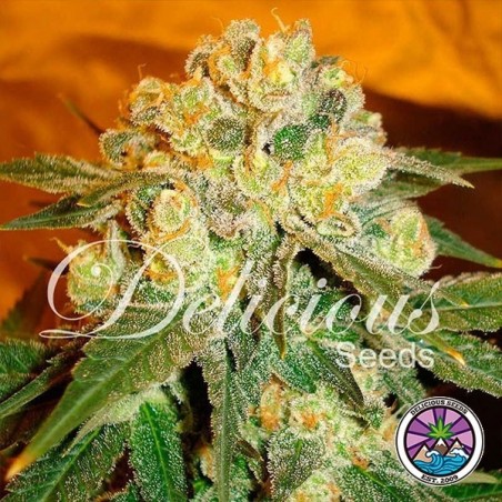 Marmalate cannabis plant
