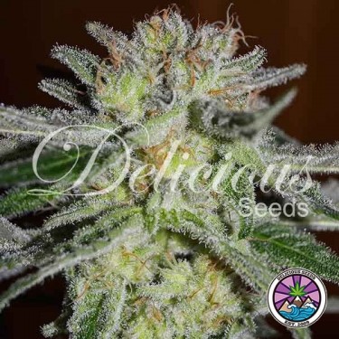 Northern Light Blue cannabis plant