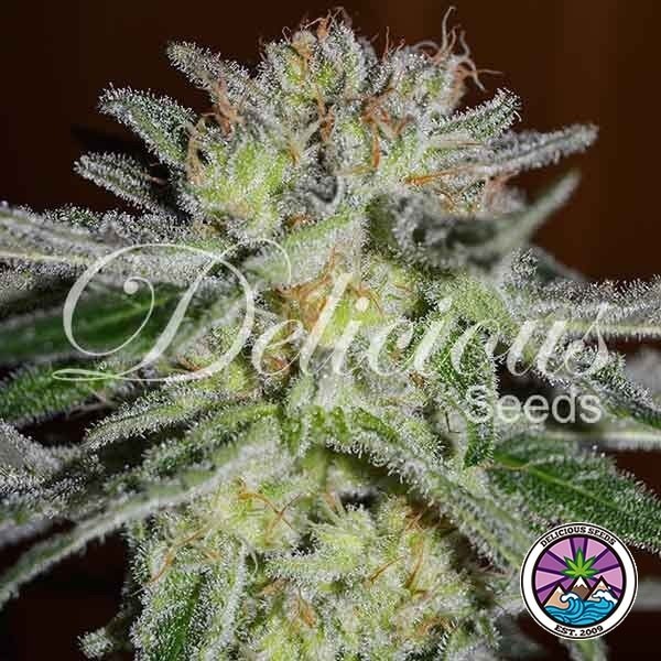 View Northern Light Blue cannabis plant