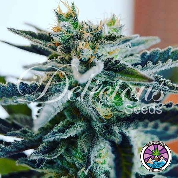 View Sugar Black Rose marijuana plant.