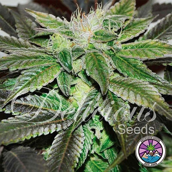 View Sugar Candy cannabis plant