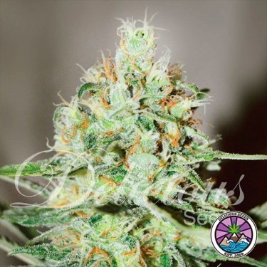 Jägg Kush Cannabis Plant