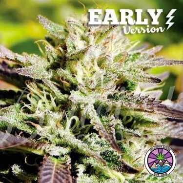 Caramelo Early Version cannabis plant