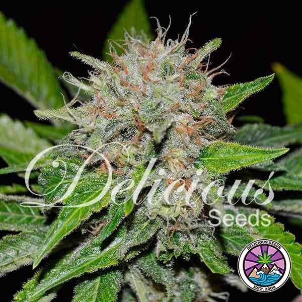 View Deep Mandarin Cannabis Plant